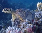 Hawksbill turtle, resting on reef, LUX outside reef, South Ari, Maldives. Image.