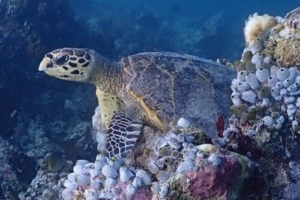 William, hawksbill, adopted for Kate Hawksbill turtle, resting on reef, LUX outside reef, South Ari, Maldives. Image.