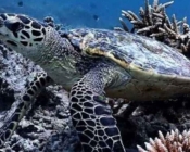 Hawksbill turtle, foraging on reef, Dhigurah Falhu, South Ari atoll, Maldives. Image.