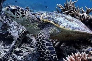 Henriette, hawksbill, adopted by Yoga Tage Claudia Shankari Zimmermann & Verena Metzler Hawksbill turtle, foraging on reef, Dhigurah Falhu, South Ari atoll, Maldives. Image.
