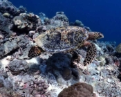 Hawksbill turtle swimming on reef, LUX outside reef, Ari atoll, Maldives. Image.