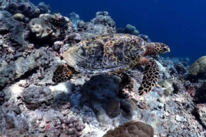 Elisabeth Tipton, hawksbill, adopted Hawksbill turtle swimming on reef, LUX outside reef, Ari atoll, Maldives. Image.