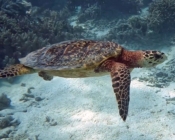 Hawksbill turtle swimming over sandy patch, RIU house reef, Dhaalu Atoll, Maldives. Image.