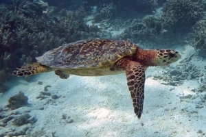 Mello, hawksbill, adopted by Intour Maldives Hawksbill turtle swimming over sandy patch, RIU house reef, Dhaalu Atoll, Maldives. Image.