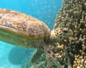 Hawksbill turtle foraging on coral reef, RIU House Reef, Dhaalu atoll, Maldives. Image.