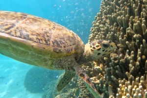 Bubbles, hawksbill, adopted by Intour Maldives Hawksbill turtle foraging on coral reef, RIU House Reef, Dhaalu atoll, Maldives. Image.