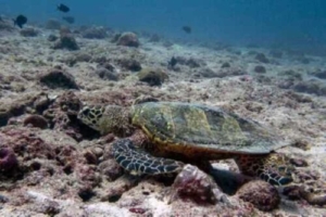 Sandy, hawksbill, adopted by Caidee Salmond (The Aqua Trust) Hawksbill turtle, foraging on reef, Fushifaru Thila, Lhaviyani atoll, Maldives. Image.
