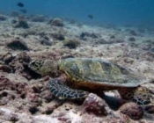 Hawksbill turtle, foraging on reef, Fushifaru Thila, Lhaviyani atoll, Maldives. Image.