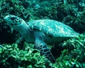 Hawksbill turtle on corals, Kunahandhoo Beyru, Laamu atoll, Maldives. Image.