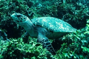 Morning Star, hawksbill, adopted by Richard Shaw Hawksbill turtle on corals, Kunahandhoo Beyru, Laamu atoll, Maldives. Image.
