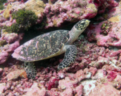 Hawksbill turtle on rocks, Kunahandhoo Beyru, Laamu atoll, Maldives. Image.