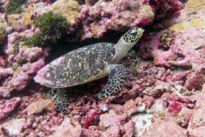 The Intern, hawksbill, adopted for Am_panic Hawksbill turtle on rocks, Kunahandhoo Beyru, Laamu atoll, Maldives. Image.
