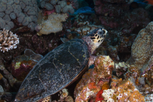 Merry, hawksbill, adopted by Allen and Rachel Phillips Adopted hawksbill turtle, Maldives