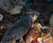 Adopted hawksbill turtle, Maldives