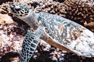 Lille Bolle, hawksbill, adopted by Chris and Gina Hawksbill turtle, Kurethi, Laamu atoll, Maldives. Image.