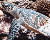 Hawksbill turtle, Kurethi, Laamu atoll, Maldives. Image.