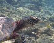 Hawksbill turtle, Muthaafushi, Baa atoll, Maldives. Image.
