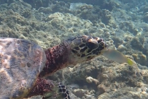 Alara, hawksbill, adopted by Thorsten Albrecht Hawksbill turtle, Muthaafushi, Baa atoll, Maldives. Image.
