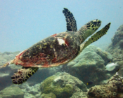 Hawksbill turtle swimming away on reef, Gaadhoo Inside, Laamu atoll, Maldives. Image.