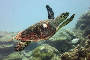 Orion, hawksbill, adopted Hawksbill turtle swimming away on reef, Gaadhoo Inside, Laamu atoll, Maldives. Image.