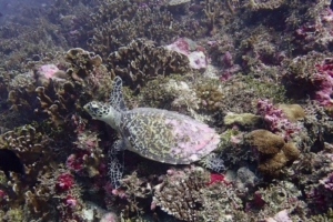 Daisy, hawksbill, adopted by Simona Cristina Ghimboasa for Eda Mihaela Ghimboasa Hawksbill turtle on coral reef, Kurethi, Laamu atoll, Maldives. Image.