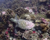 Hawksbill turtle on coral reef, Kurethi, Laamu atoll, Maldives. Image.