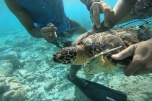 Kaiza, hawksbill, adopted by Zaya Hawksbill turtle, being rescued from entanglement in a net, Rakeedhoo house reef, Vaavu Atoll, Maldives. Image.