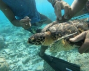 Hawksbill turtle, being rescued from entanglement in a net, Rakeedhoo house reef, Vaavu Atoll, Maldives. Image.