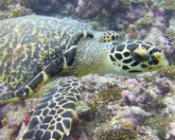 Hawksbill turtle, left facial profile, Kurethi, Laamu atoll, Maldives. Image.