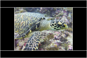 Ufaa, hawksbill turtle, adopted for Renee Ponder Hawksbill turtle, left facial profile, Kurethi, Laamu atoll, Maldives. Image.