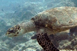 Kiwi, hawksbill, adopted by Kiwi Midnight Hawksbill turtle, swimming on reef, Villingili House Reef, North Male atoll, Maldives. Image.