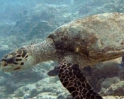 Hawksbill turtle, swimming on reef, Villingili House Reef, North Male atoll, Maldives. Image.