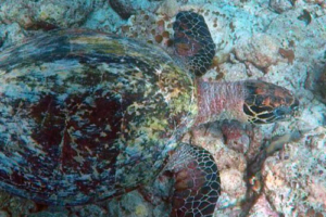 Guacamole, hawksbill, adopted by Rachel. Adopted hawksbill turtle, Maldives.