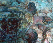 Adopted hawksbill turtle, Maldives.