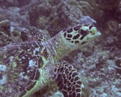 Adopted hawksbill turtle, Maldives.