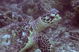 Rio, hawksbill, adopted by Yrene. Adopted hawksbill turtle, Maldives.