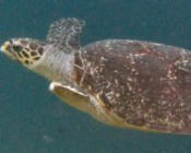 Adopted hawksbill