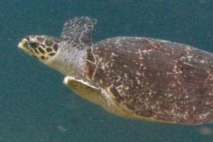 Rue, hawksbill, adopted by Mackenzie Beatrice Adopted hawksbill