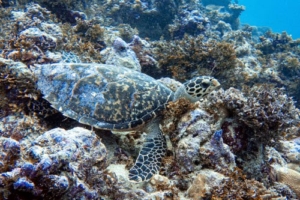 Sam, hawksbill, adopted by EY 4-5 Class VERSO International School, Thailand Hawksbill turtle foraging on coral reef, Kurethi, Laamu atoll, Maldives. Image.
