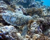 Hawksbill turtle foraging on coral reef, Kurethi, Laamu atoll, Maldives. Image.