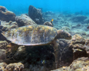 Adopted hawksbill turtle, Maldives.