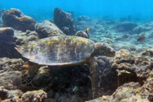 Olivier-Ray-Alexander, hawksbill, adopted by René. Adopted hawksbill turtle, Maldives.