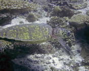 Adopted hawksbill turtle, Maldives.