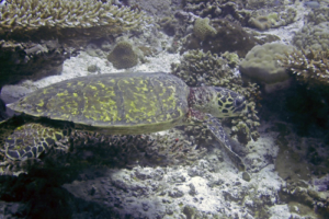 Swaran, hawksbill, adopted by Siddharth Sengupta Adopted hawksbill turtle, Maldives.