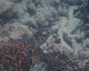 Adopted hawksbill turtle, Maldives.