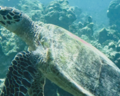 Adopted green turtle, Maldives.