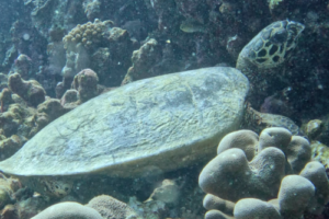 Ria, hawksbill, adopted by Roman Piatanov. Adopted hawksbill turtle, Maldives.