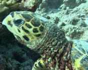Adopted hawksbill turtle, maldives. Image.