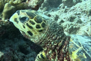 Pino, hawksbill, adopted by Giulio Sergnese. Adopted hawksbill turtle, maldives. Image.