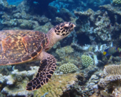 Adopted hawsbill turtle, Maldives. Image